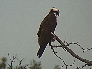 Link to Osprey photo Osprey on a tree